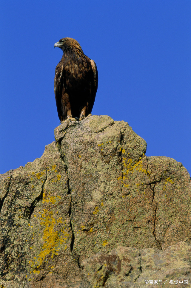 我和一只鹰,还有一只豹,站在山崖上眺望这个世界